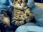 Sweet Pea - American Shorthair Kitten For Sale - Houston, TX, US