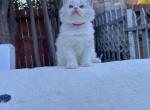 Rocky - Ragdoll Kitten For Sale - 