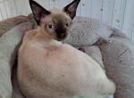 Jason - Devon Rex Kitten For Sale - Stanford, MT, US