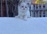 Dexter - Ragdoll Kitten For Sale - 