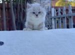 Zesus - Ragdoll Kitten For Sale - Diamond Bar, CA, US