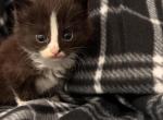 Smores - Domestic Kitten For Sale - 