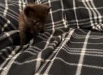 Shadow - Domestic Kitten For Adoption - 