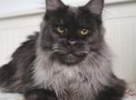 Bairon - Maine Coon Kitten For Sale - New York, NY, US