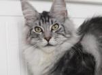 Egor - Maine Coon Kitten For Sale - New York, NY, US