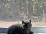 British short hair - British Shorthair Kitten For Sale - SC, US