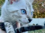 BAMBI - Bengal Kitten For Sale - 