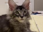 Consul - Maine Coon Kitten For Sale - Gurnee, IL, US