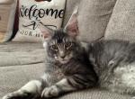 Connor - Maine Coon Kitten For Sale - Houston, TX, US