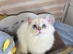 British Longhair Baby Boy 16 weeks old - British Shorthair Kitten For Sale - 