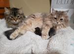 Elsa and Vasya - Siberian Cat For Sale - 