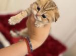 New litter 2 - Scottish Fold Kitten For Sale - Las Vegas, NV, US