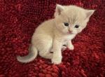 New litter 3 - British Shorthair Kitten For Sale - Las Vegas, NV, US