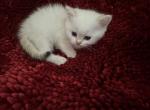 Tom - British Shorthair Kitten For Sale - Las Vegas, NV, US