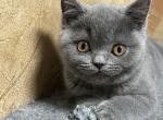 bella - Scottish Straight Kitten For Sale - 