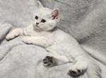 Nala - British Shorthair Kitten For Sale - 