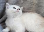 Sima - British Shorthair Kitten For Sale - 