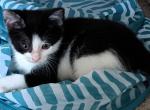 Fiona - Domestic Kitten For Adoption - 