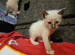 Edwards Helaire - Siamese Kitten For Sale - Overland Park, KS, US