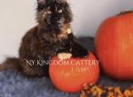 Poly Tort discounted - Maine Coon Kitten For Sale - 