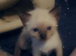 Mercury - Siamese Kitten For Sale - Marshalltown, IA, US