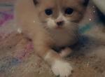 Yoshi - Siamese Kitten For Sale - Marshalltown, IA, US