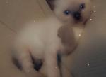 Toast - Siamese Kitten For Sale - Marshalltown, IA, US