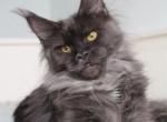 Crista - Maine Coon Kitten For Sale - Virginia Beach, VA, US