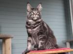 Grom - Maine Coon Kitten For Sale - Virginia Beach, VA, US