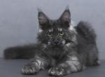 Suleiman - Maine Coon Kitten For Sale - 