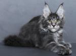 Alisa - Maine Coon Kitten For Sale - Virginia Beach, VA, US