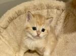 Snikers - Scottish Straight Kitten For Sale - 