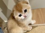 Sima - Scottish Fold Kitten For Sale - 