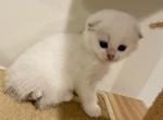 Cristi - Scottish Fold Kitten For Sale - 