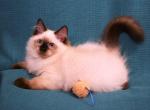 Amazingly Affectionate Kitties - Ragdoll Kitten For Sale - 