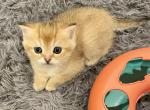 Casper - Scottish Straight Kitten For Sale - Bergenfield, NJ, US