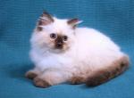 Blossom and Flower - Ragdoll Kitten For Sale - 