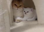 Meena - British Shorthair Kitten For Sale - 