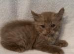 Highlander kity 1F - Highlander Kitten For Sale - Goshen, AL, US