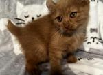 Highlander kity 3f - Highlander Kitten For Sale - Goshen, AL, US