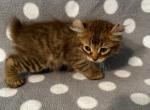 Highlander kity 2m - Highlander Kitten For Sale - Goshen, AL, US