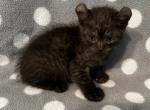 Highlander kity 3m - Highlander Kitten For Sale - Goshen, AL, US