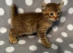 Highlander kity 4m - Highlander Kitten For Sale - Goshen, AL, US