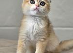 Scottish Fold and straights - Scottish Fold Kitten For Sale - Greenville, SC, US