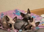 Violeta - Sphynx Kitten For Sale - IL, US