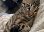 Khaleesi - Bengal Cat For Sale - 