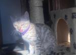 Liberty - Bengal Kitten For Sale - 