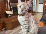 Draco aka Justice - Bengal Kitten For Sale - Oklahoma City, OK, US