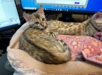 Justice aka America - Bengal Kitten For Sale - Oklahoma City, OK, US