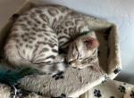 Wally aka North - Bengal Kitten For Sale - Oklahoma City, OK, US